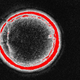 Illustration for article titled Biggest Scientific Breakthroughs of 2013